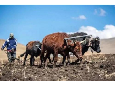 一龙行雨、十牛耕田